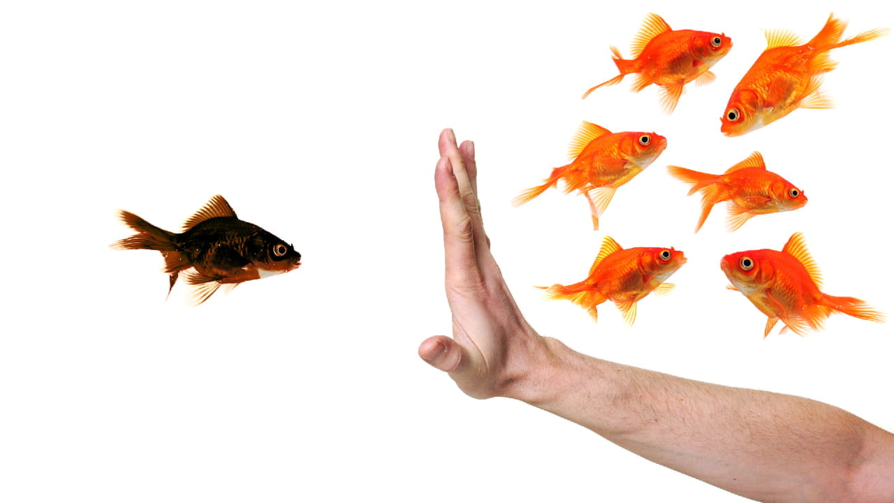 Una mano divide un gruppo di pesci rossi da un pesce solo, che viene escluso, come a significare l'erede leso in caso di eredità e donazioni squilibrate.