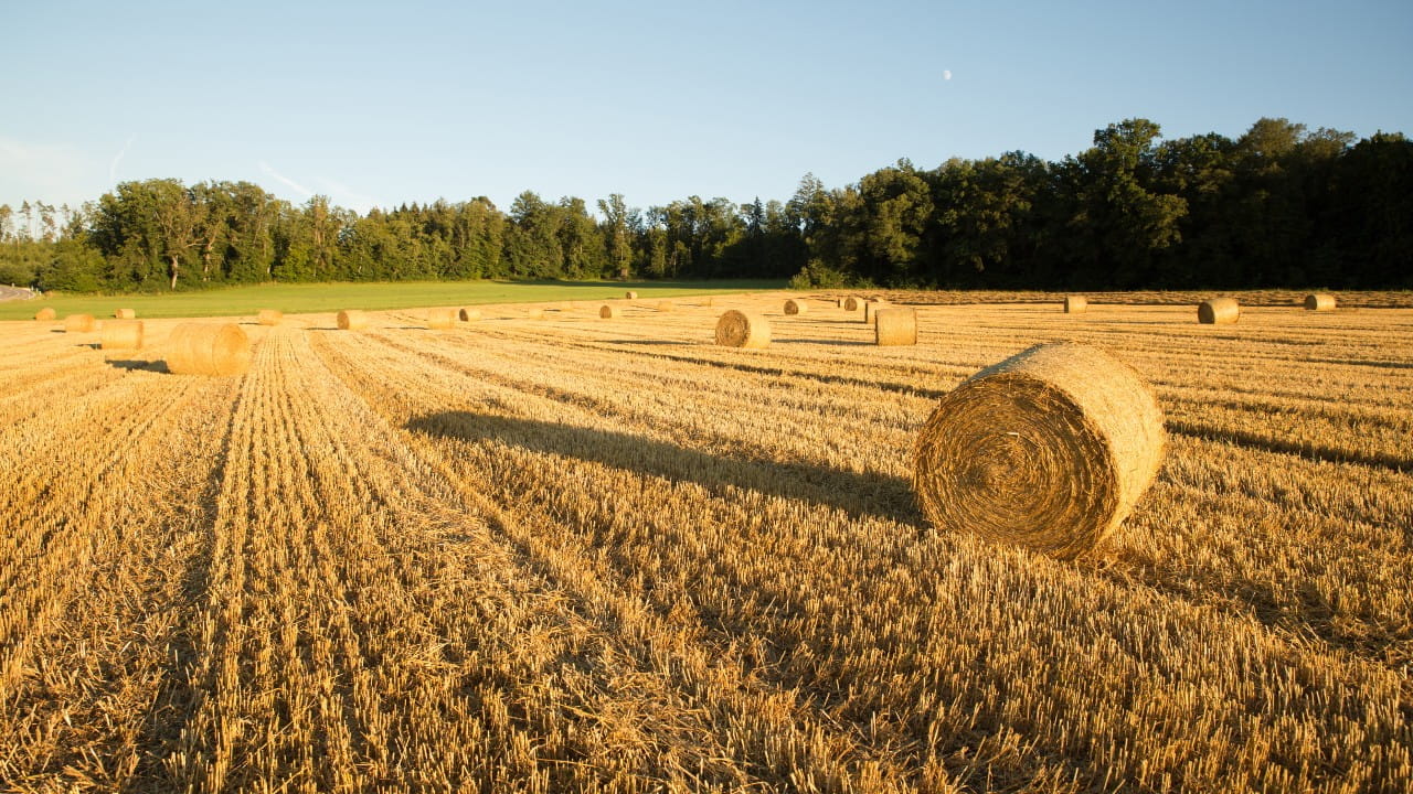 Immagine di un terreno con balle di fieno