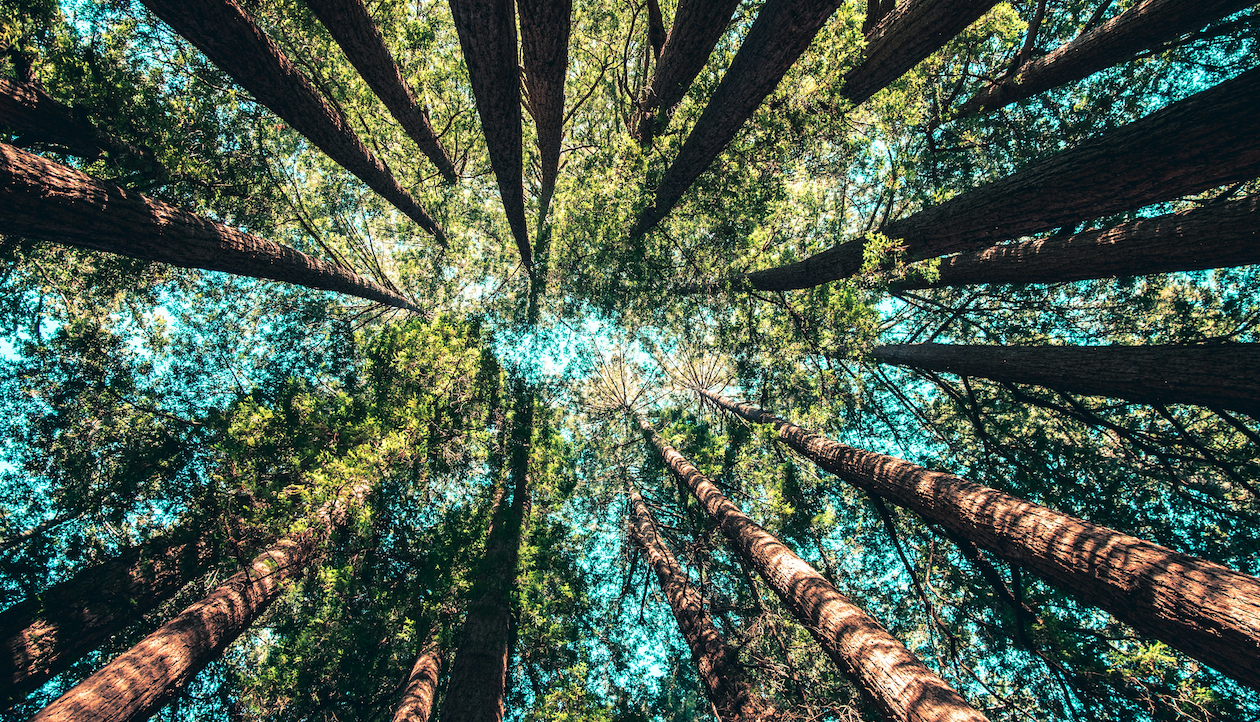 Alberi alti con tronchi sottili si slanciano verso l'alto, proprio come una startup che punta verso il cielo. Il loro fogliame verde lussureggiante contrasta con uno sfondo di cielo terso e azzurro. La luce del sole filtra attraverso le foglie, creando una vista serena e vibrante della volta forestale.