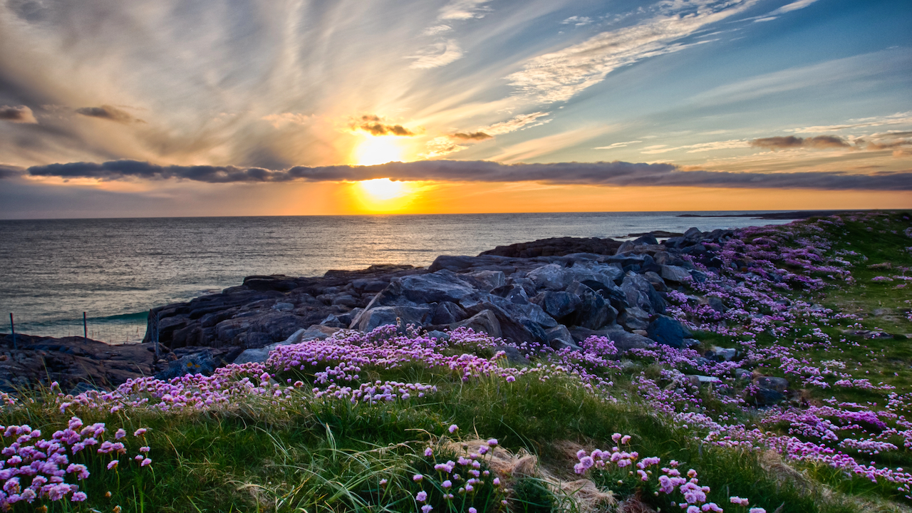 Un tramonto spettacolare sull'oceano, visto da una costa rocciosa. Fiori rosa ricoprono il primo piano erboso, creando un contrasto colorato. Il cielo è pieno di strisce di nuvole illuminate dalle calde tonalità del tramonto.