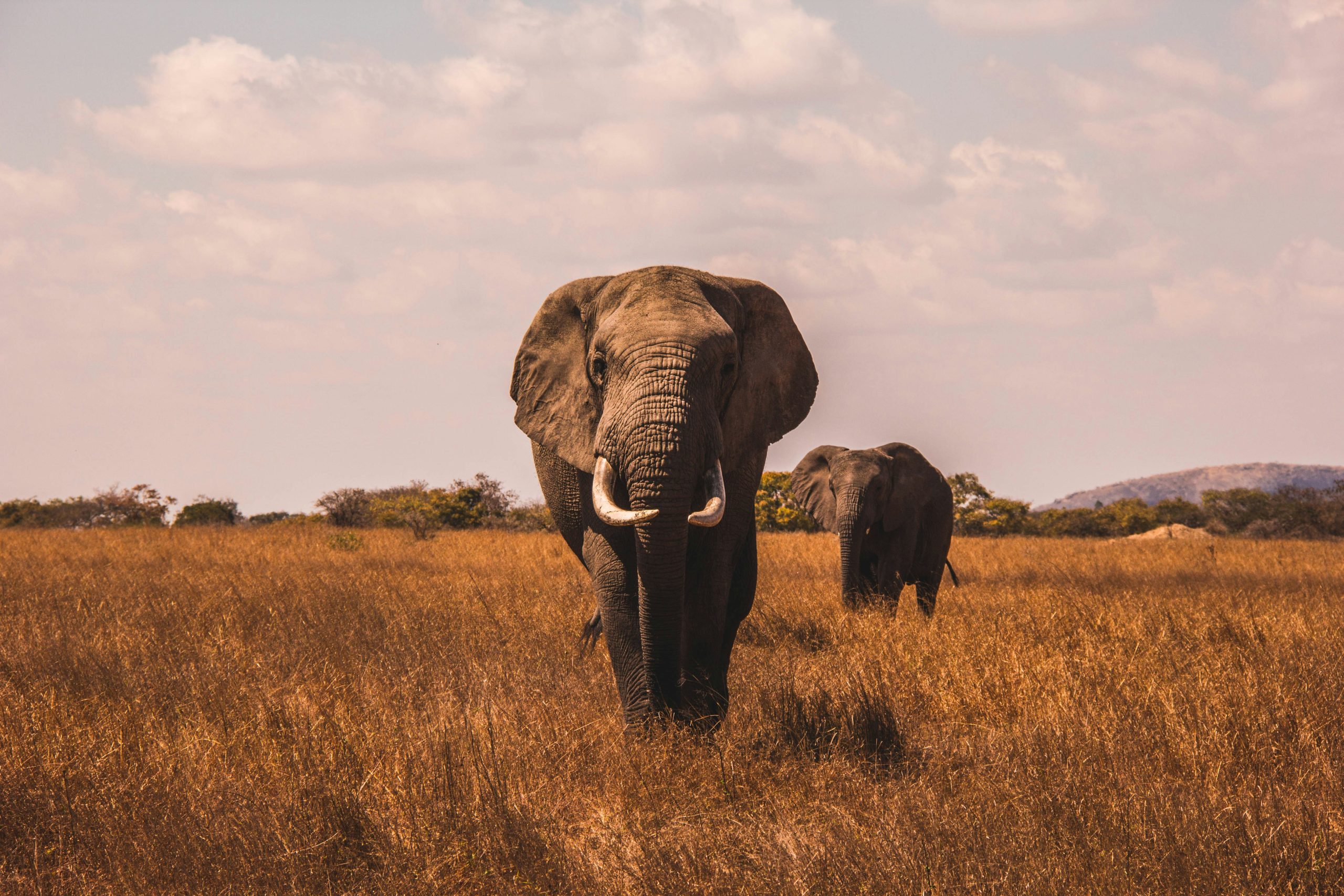 Due elefanti camminano in una savana erbosa sotto un cielo parzialmente nuvoloso. L'elefante in primo piano è rivolto verso la telecamera, mentre l'altro è leggermente dietro e girato di lato. Il paesaggio è arido con vegetazione rada.