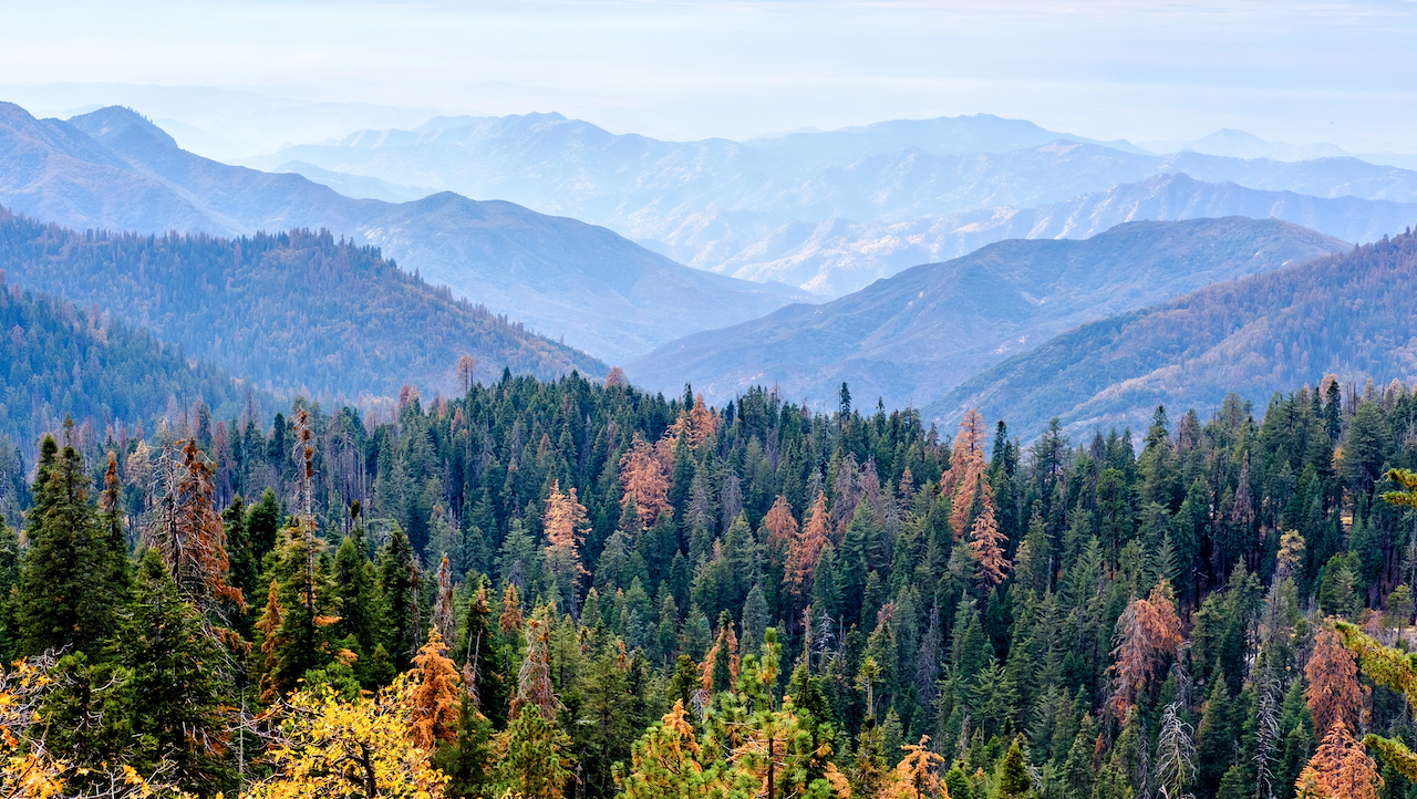 Vista panoramica di una foresta lussureggiante con alti alberi sempreverdi e alcuni alberi con fogliame autunnale, sullo sfondo di catene montuose stratificate e nebbiose, sotto un cielo limpido.