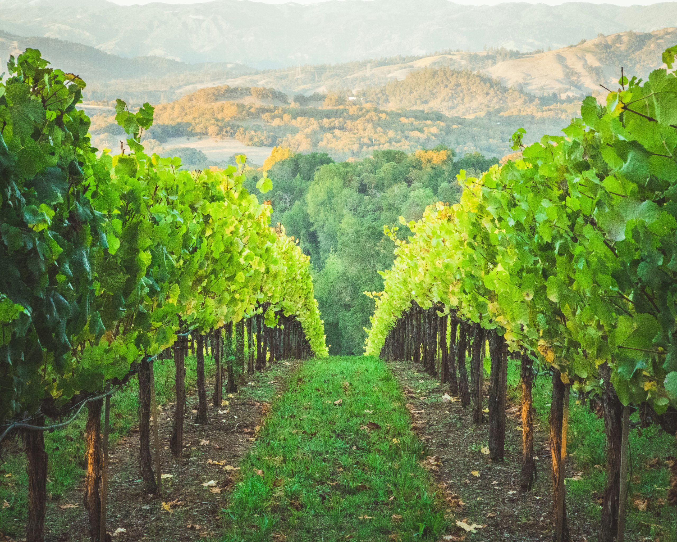 Filari di vigneti verdeggianti si estendono in lontananza, conducendo a dolci colline sullo sfondo. Lussureggianti viti verdi ricoprono i tralicci e la luce del sole inonda il tranquillo paesaggio rurale, evidenziando la bellezza naturale della campagna.