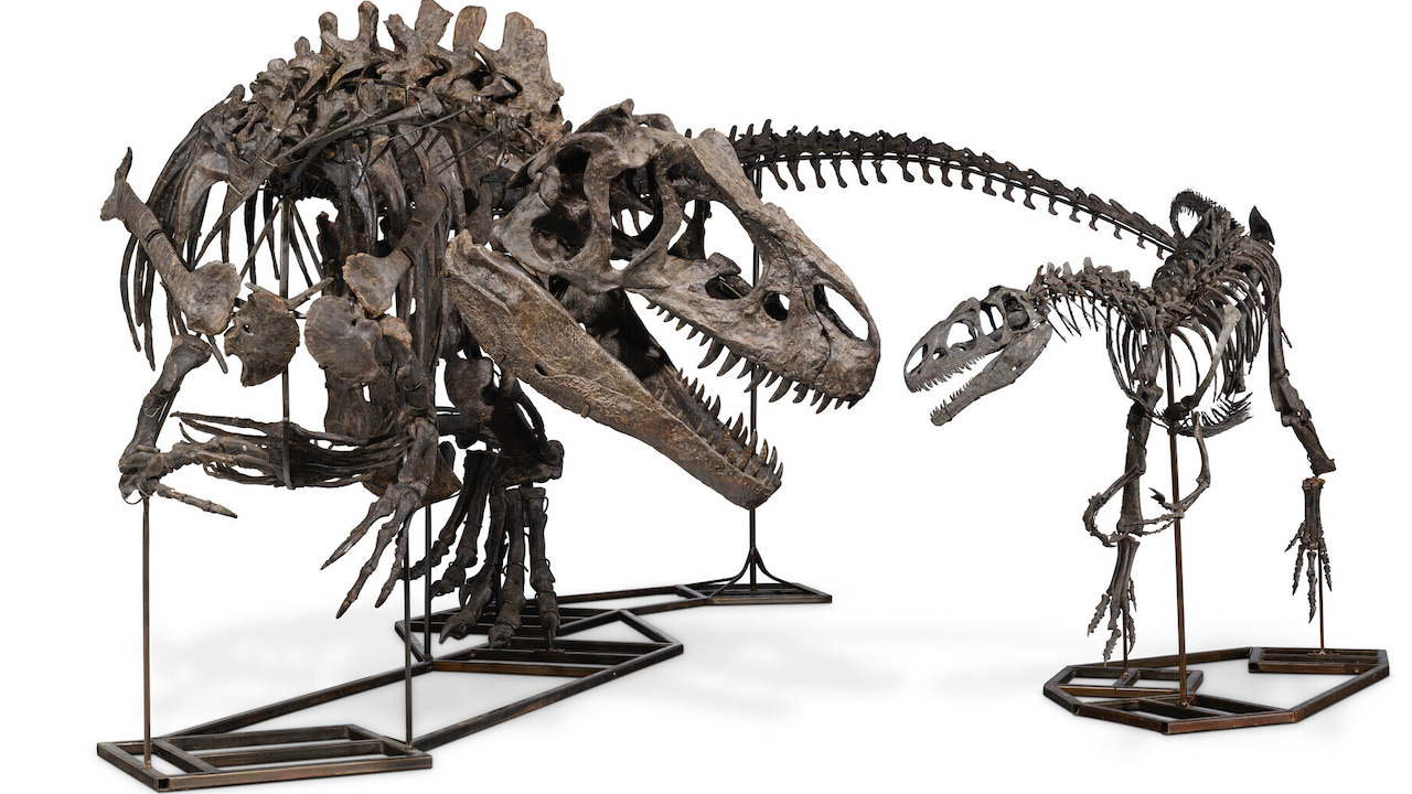 Due scheletri di dinosauro Allosauro esposti su supporti in vista dell'asta di Christie's. Lo scheletro più grande è in posa con le fauci aperte, di fronte a uno scheletro di dinosauro più piccolo. Entrambi hanno crani allungati e denti prominenti, evocando un'interazione preistorica.