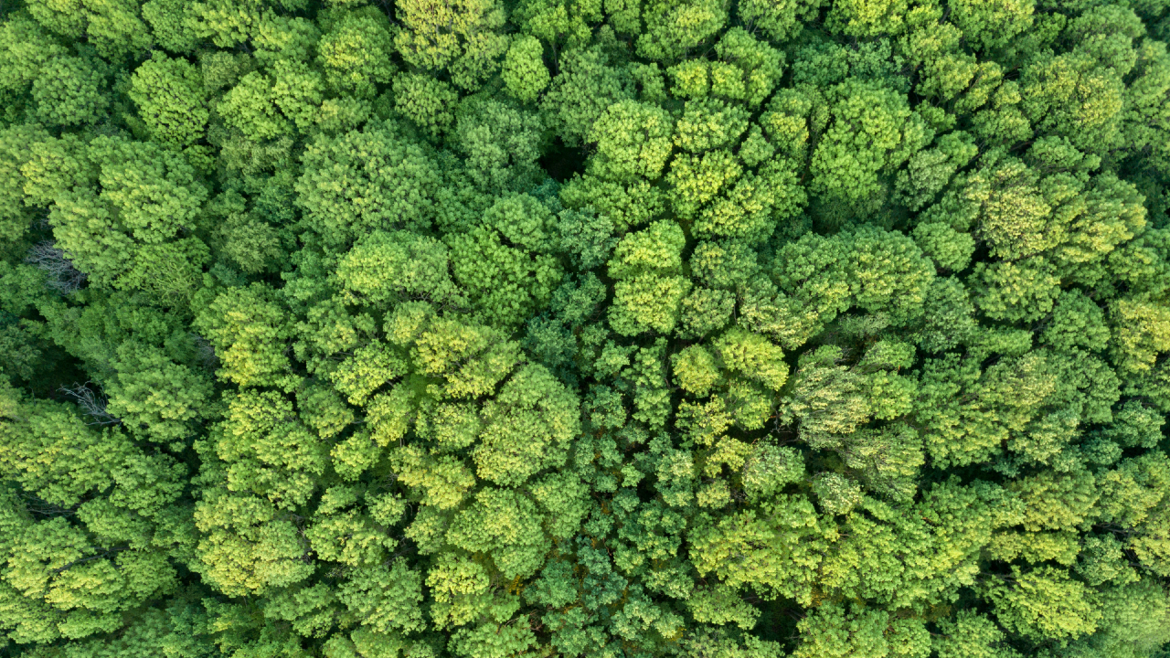 Vista aerea di una fitta e rigogliosa chioma di foresta verde, con una varietà di cime di alberi che creano un mare di verde vibrante e strutturato, un'incarnazione della finanza sostenibile. C'è un'apparenza di profondità con leggere variazioni nelle tonalità di verde tra gli alberi fitti.
