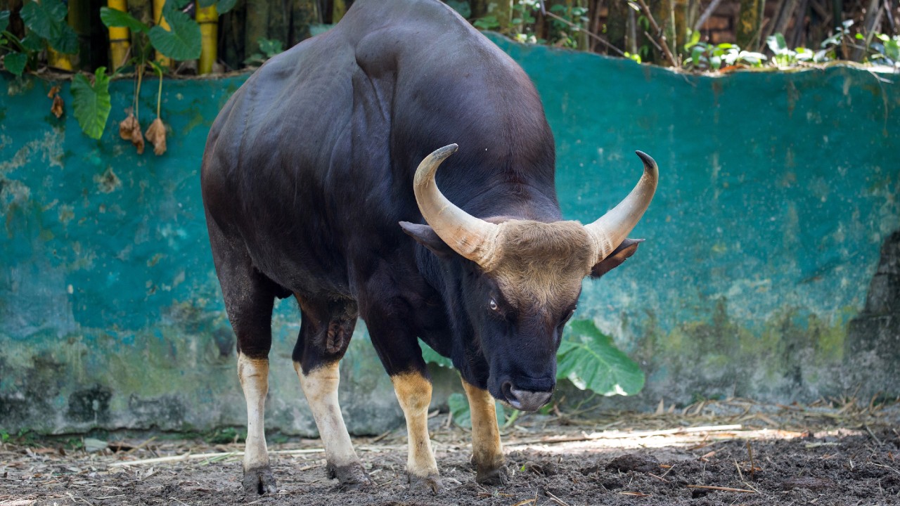 Un grande gaur, un bue selvatico, è in piedi sulla terra davanti a un muro verde acqua con delle piante sullo sfondo. Ha un corpo scuro, una corporatura muscolosa e grandi corna ricurve. L'ambientazione sembra essere all'aperto, in un ambiente naturale o zoologico.
