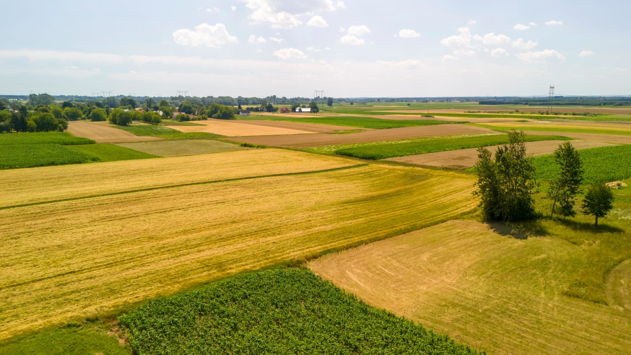 Vista aerea di un vasto paesaggio agricolo caratterizzato da un patchwork di terreni verdi e dorati sotto un cielo azzurro e terso. Alberi sparsi e una lontana linea di piante definiscono l'orizzonte, creando una serena scena rurale.
