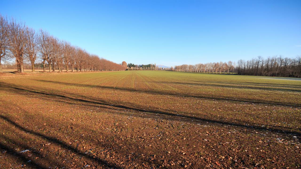 Un vasto campo aperto con terreno appena arato e file parallele di alberi su ogni lato che si estendono in lontananza sotto un cielo azzurro e terso. L'immagine vuole riportare all'idea della rivalutazione dei terreni, con le novità previste dalla legge di bilancio 2025.