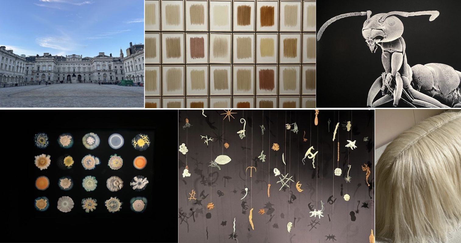 Un collage di sei immagini: un grande edificio e un cortile, una griglia di campioni di colore, un'illustrazione di una formica in bianco e nero, oggetti rotondi colorati su uno sfondo nero, piante sospese e forme simili a insetti e un primo piano di capelli bianchi.
