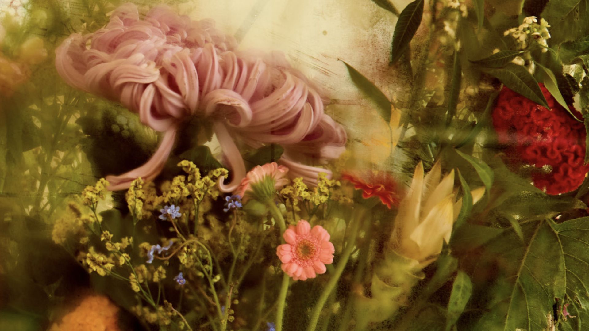 Una lussureggiante composizione floreale di vari fiori, tra cui un prominente crisantemo rosa, piccoli fiori rosa e blu e un fogliame verde frondoso. Lo sfondo è delicatamente sfumato, creando un'atmosfera sognante e artistica.