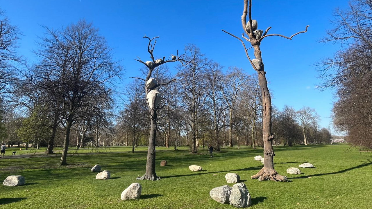 Due alberi alti e spogli, con grandi rocce incastonate tra i rami, si ergono su un campo erboso circondato da pietre sparse, sotto un cielo azzurro e terso, con altri alberi spogli sullo sfondo.