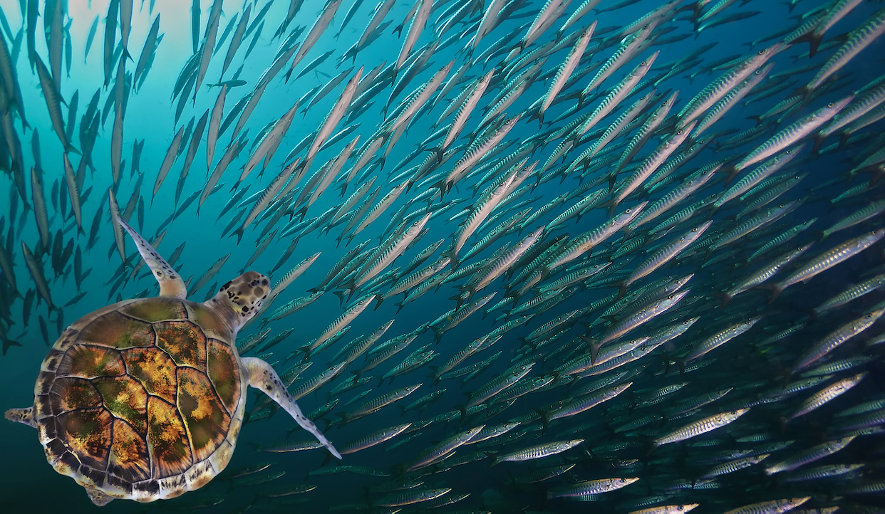Una tartaruga marina nuota sott'acqua vicino a un grande banco di pesci snelli, mentre la luce del sole filtra attraverso l'acqua blu dell'oceano sopra di loro.