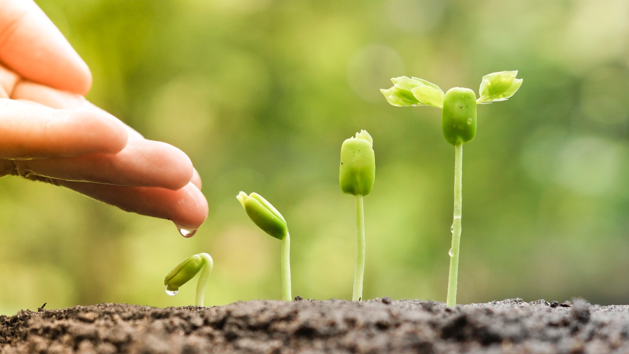 Un primo piano di una mano che versa acqua su piccole piantine verdi in varie fasi di crescita incarna l'essenza della sostenibilità. Nei family business e nell’impresa familiare quanto conta l’ordine di nascita del ceo nel Csr.