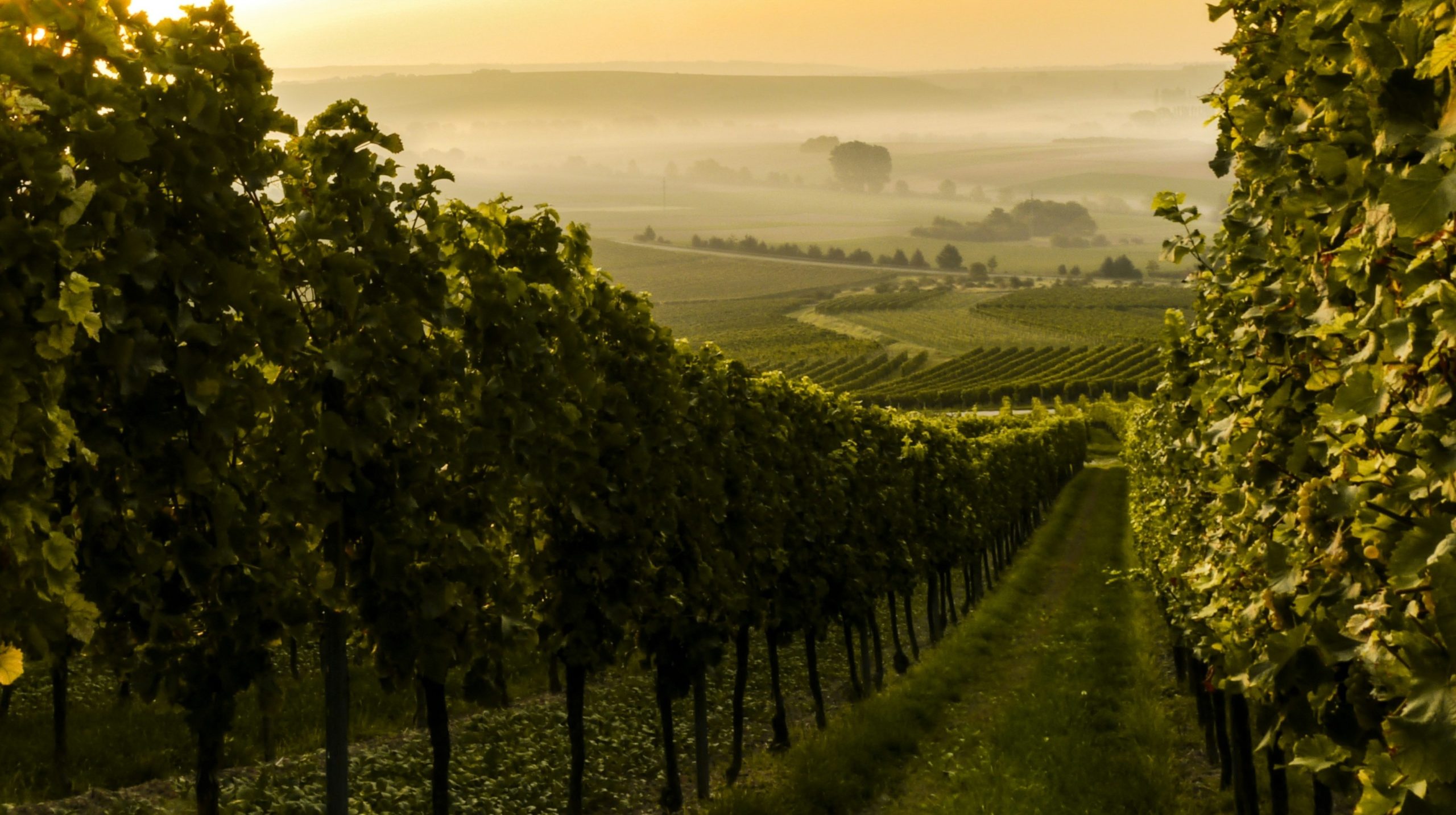 Filari di viti si estendono attraverso un rigoglioso vigneto al tramonto, luce dorata e nebbia che aleggia sulle dolci colline: un paesaggio tranquillo e panoramico perfetto per gli aggiornamenti sulle notizie del vino di Maggio.