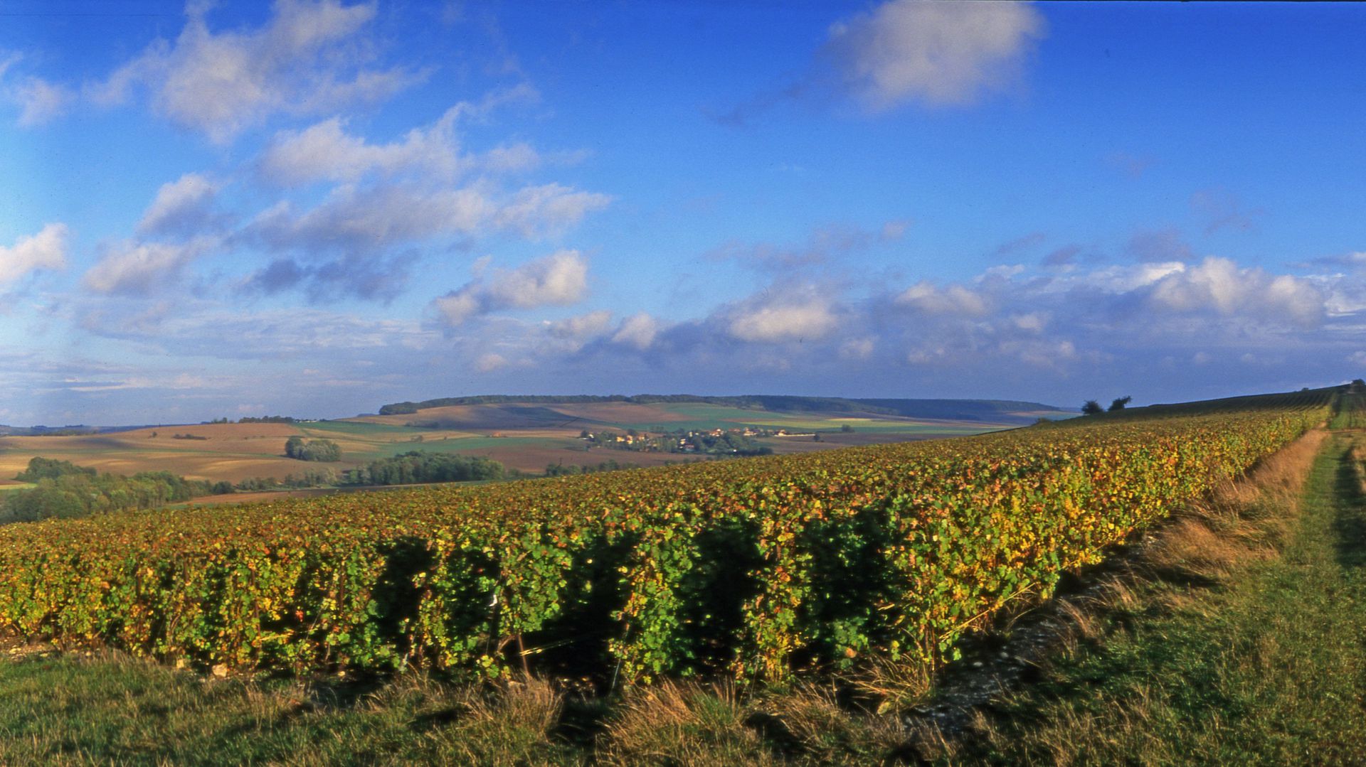 Filari di viti si estendono su un vigneto illuminato dal sole, sotto un cielo azzurro con nuvole sparse, mentre il paesaggio accenna alle origini del classico champagne fermo, con dolci colline e un piccolo villaggio visibile in lontananza.
