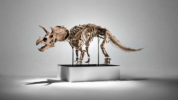Uno scheletro di dinosauro Triceratops è esposto su una piattaforma bianca in un ambiente ben illuminato e minimalista con uno sfondo grigio. Le tre corna dello scheletro e il cranio con le frange sono chiaramente visibili.