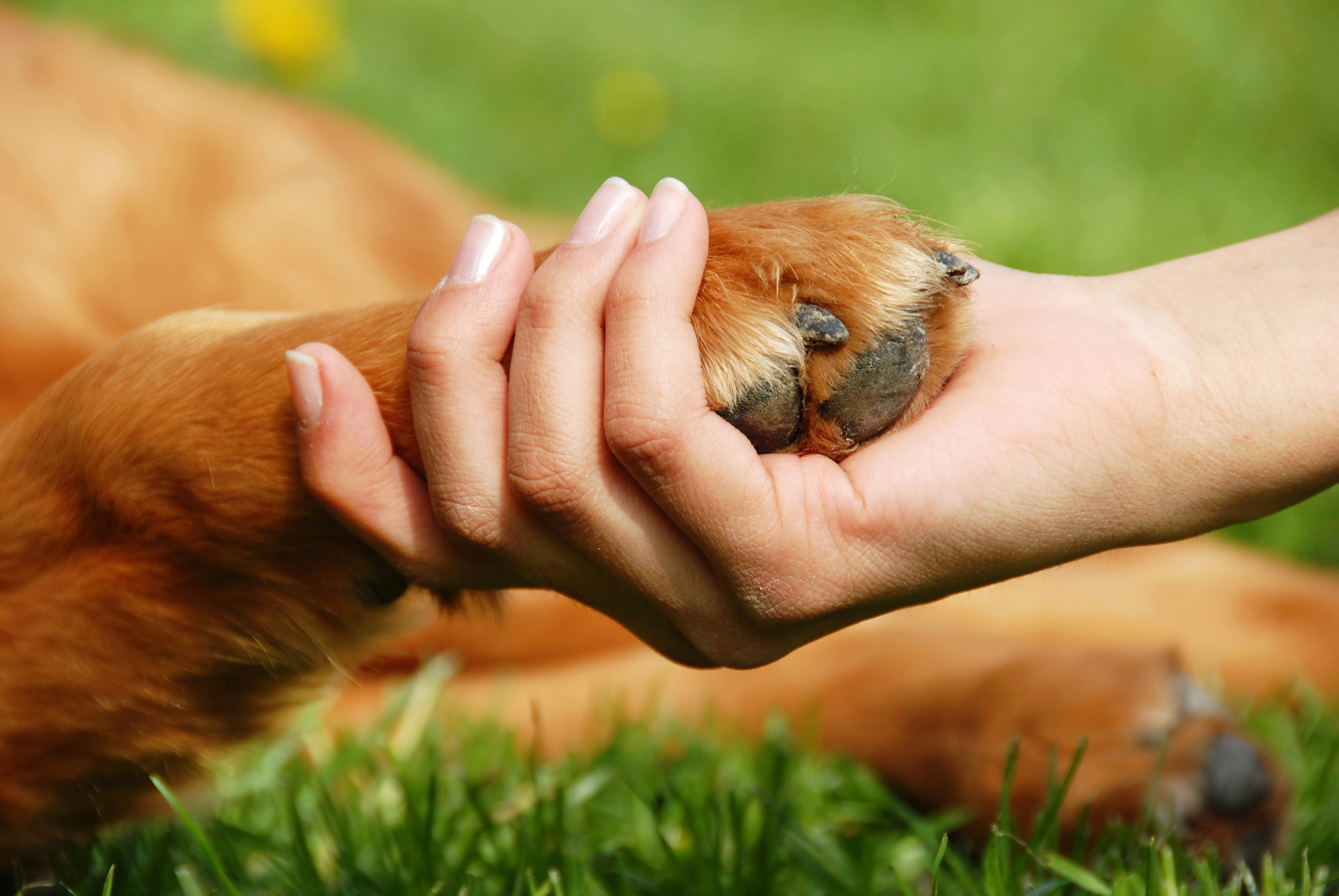 A close-up of a person gently holding a dog's paw while lying on green grass, symbolizing friendship and trust between human and pet.