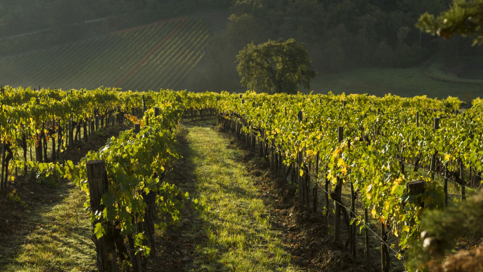I filari di vite di un vigneto verde e rigoglioso si estendono in lontananza, con la luce del sole che proietta ombre e un grande albero e colline in pendenza visibili sullo sfondo.