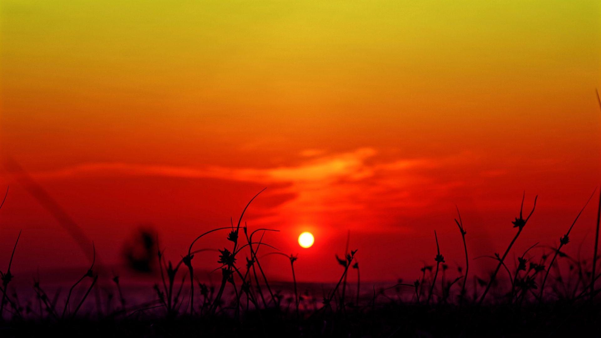 L'immagine mostra un tramonto vibrante con un cielo giallo e rosso, il sole basso all'orizzonte e sagome di erba e piccole piante in primo piano.