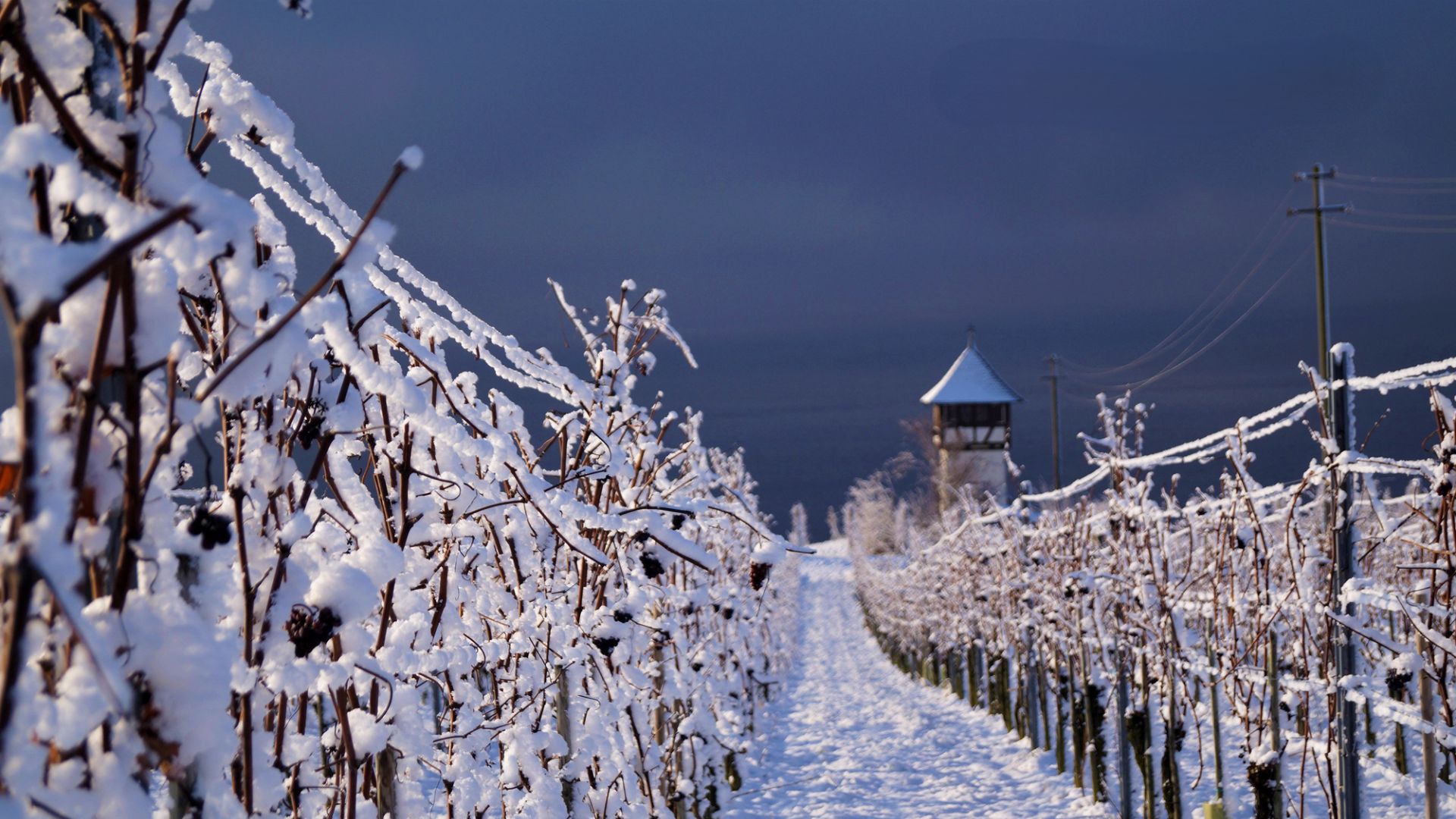 Filari di vigneti coperti di neve costeggiano un sentiero che conduce a una piccola torre di guardia distante, sotto un cielo scuro e nuvoloso. La scena è invernale e serena, con la neve che ricopre il terreno e le viti.