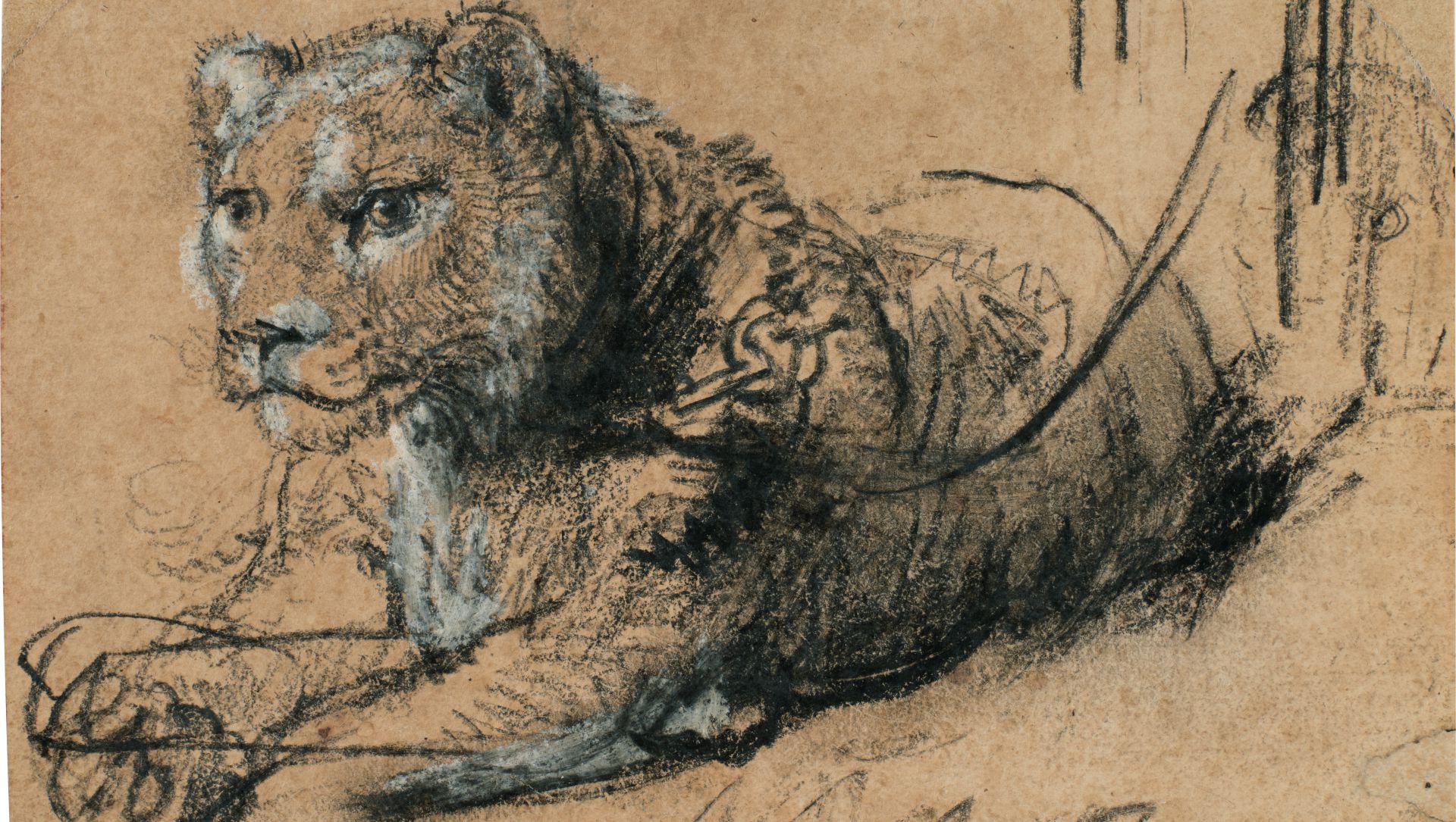 Schizzo di una leonessa sdraiata su un fianco, disegnato in bianco e nero su carta marrone strutturata, con linee espressive e ombreggiature che evidenziano la pelliccia e il volto.