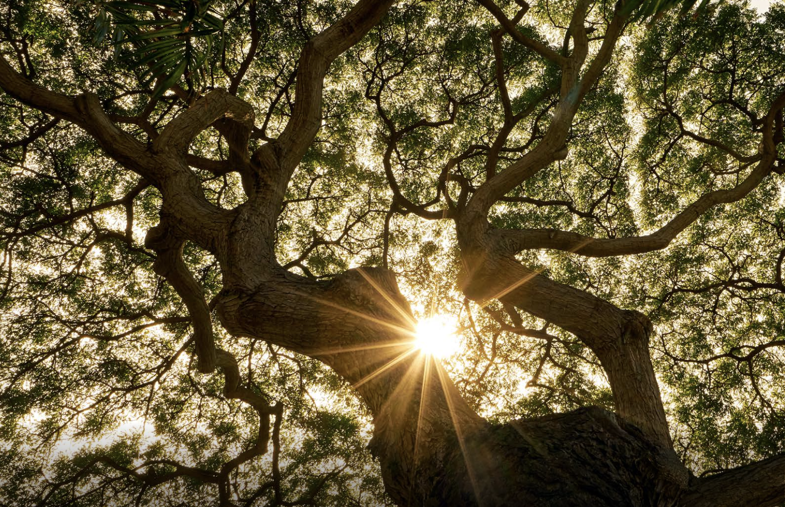 Tronco d'albero massiccio con rami intricati che si estendono verso il cielo, sole splendente tra le foglie.