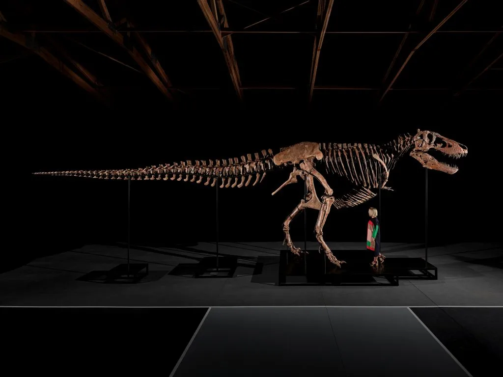 Scheletro di dinosauro T-Rex marrone chiaro esposto in un museo, con una persona in piedi accanto. Soffitto in legno scuro.
