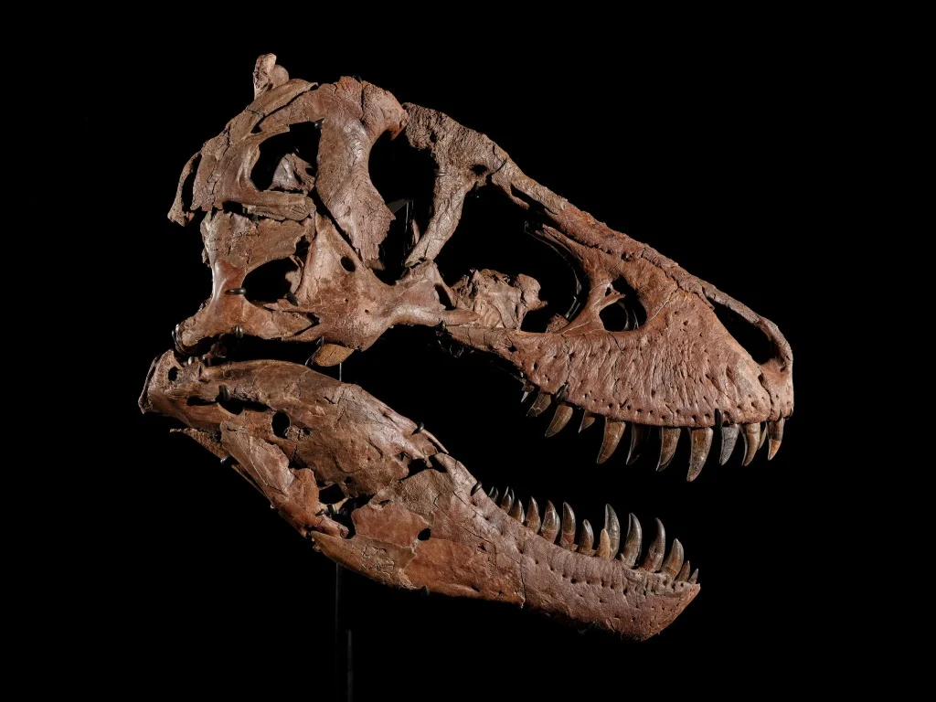 Cranio fossile di dinosauro marrone con denti affilati, esposto su sfondo nero.