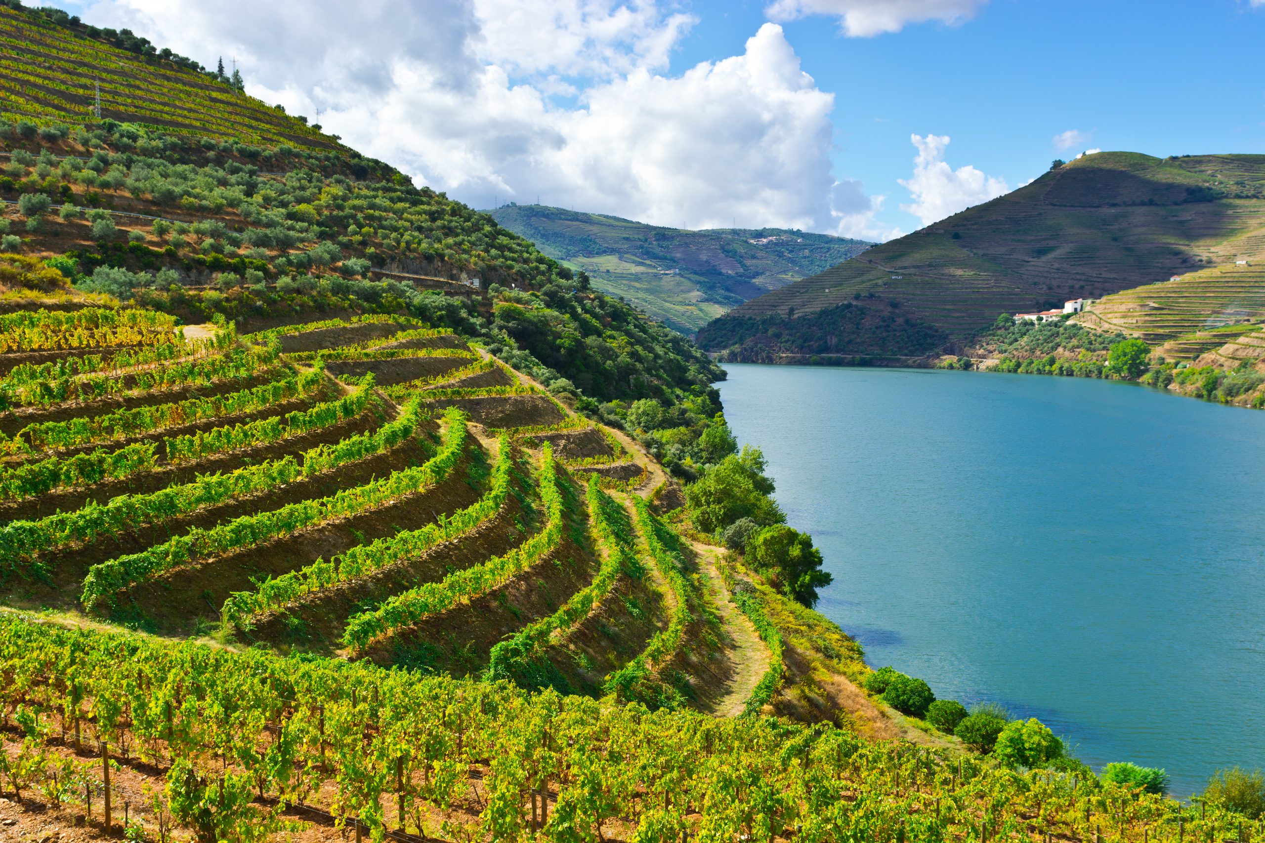 Paesaggio collinare con terrazzamenti di vigneti che digradano verso un fiume azzurro sotto un cielo nuvoloso.
