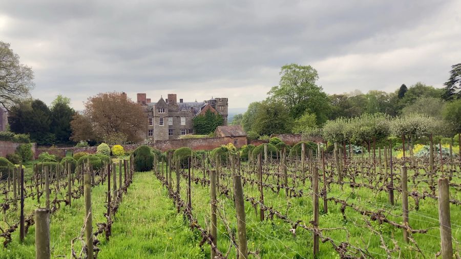 Vigneto con filari di vite potata, castello in pietra e alberi verdi sullo sfondo.