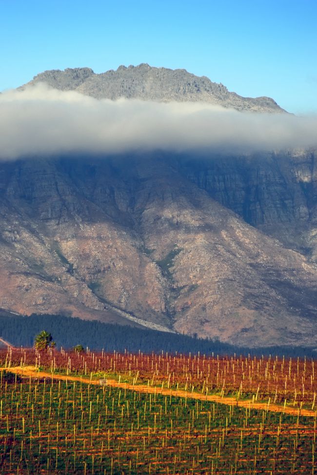 Vigneti colorati sotto una montagna rocciosa avvolta dalle nuvole.