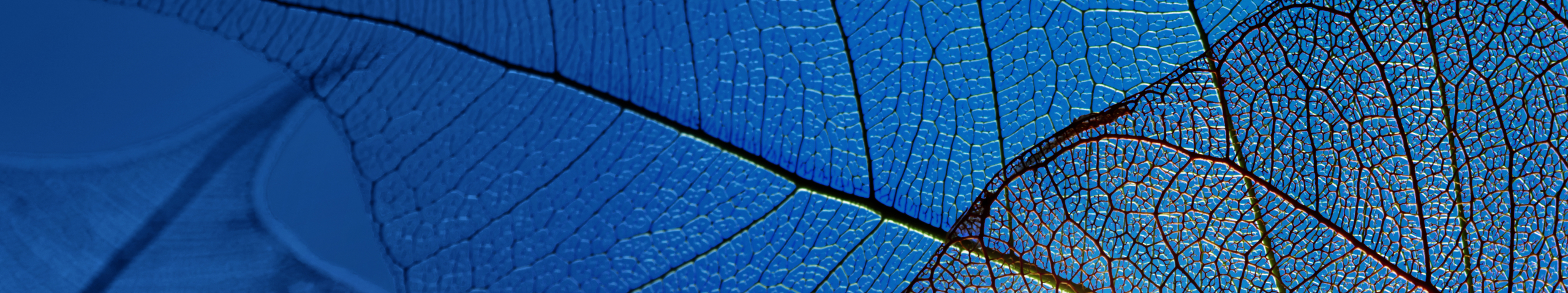 Vene di foglie trasparenti blu e marroni su sfondo blu intenso.