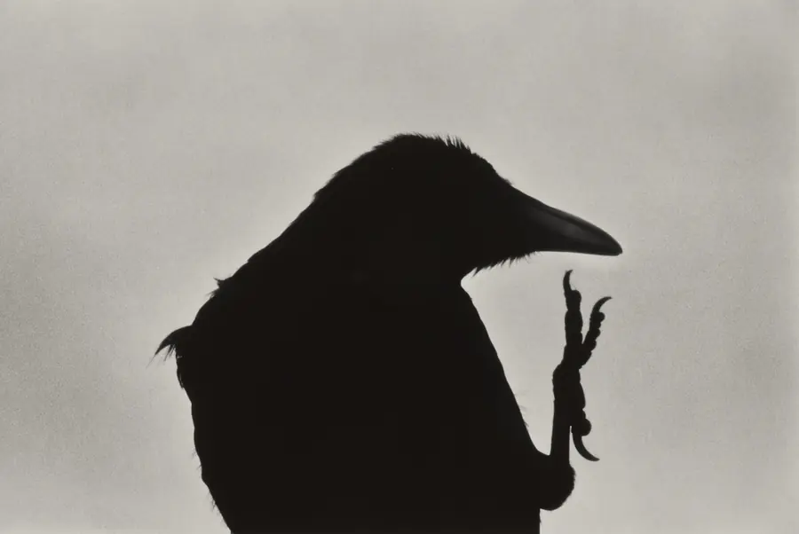 Silhouette di un corvo con becco appuntito e artigli visibili contro uno sfondo chiaro.