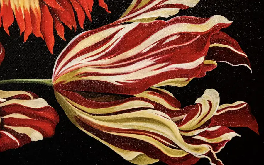 Petali di tulipano striati di rosso e crema su sfondo nero.